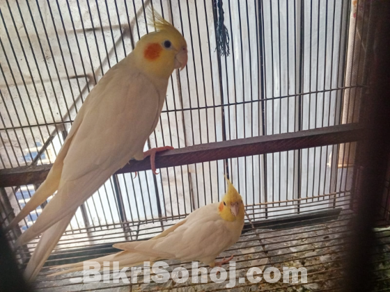 Cockatil bird